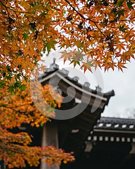 JAPANESE MAPLE LEAVE IN THE THE GROUNDS OF A JAPANESE TEMPLE IN AUTUMN