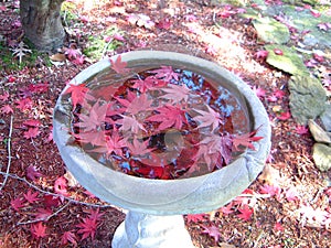 Japanese maple leaves