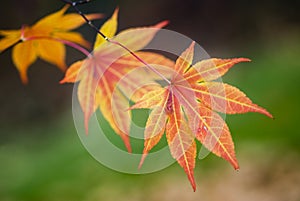 Japanese Maple leaves