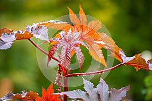 Japanese maple leaves