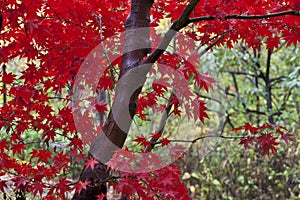 Japanese Maple leaves