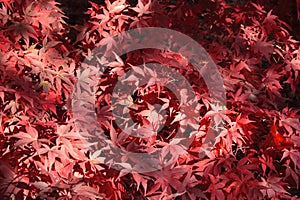 Japanese Maple leaves