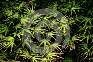 Japanese maple leaves