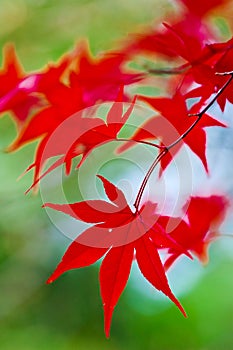 Japanese Maple Leaves