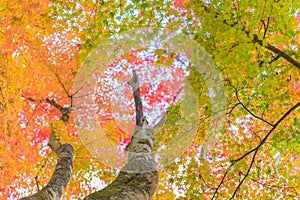 Japanese maple leaves. in autumn.