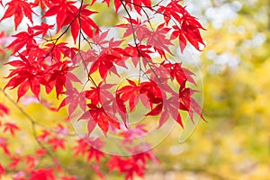 Japanese Maple Leaves in Autumn