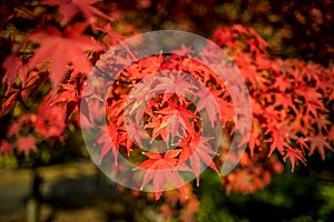 Japanese maple leaves in Autumn