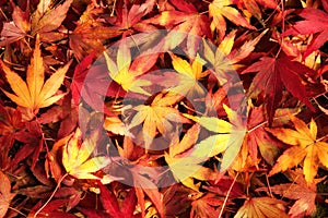 Japanese maple leaves in dreamy warm colors