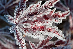 Japanese maple leaves with ice crystals