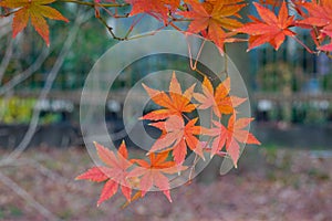 Japanese maple leaves (koyo)