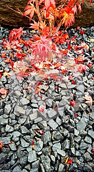 Japanese Maple leaves on Rocks