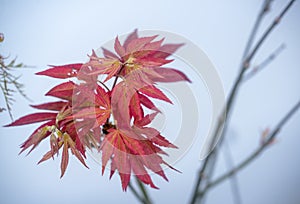 Japanese maple leaves in spring