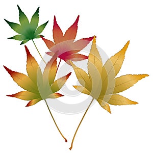 Japanese Maple leaves vector