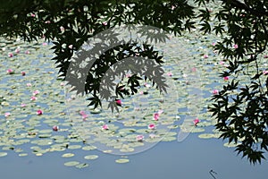 Japanese maple and lotus on pool .