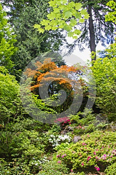 Japanese Maple in a lush garden