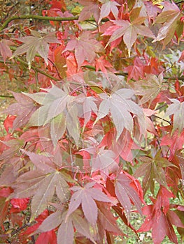 Japanese maple Osakazuki