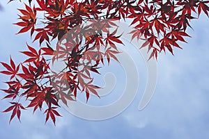 Japanese maple red leaves