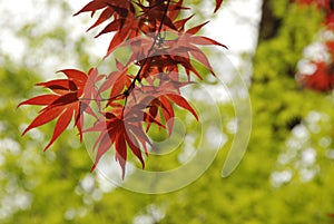 Japanese Maple red leaves - Acer Palmatum, Kyoto, Japan