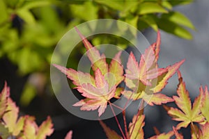 Japanese Maple Sango Kaku