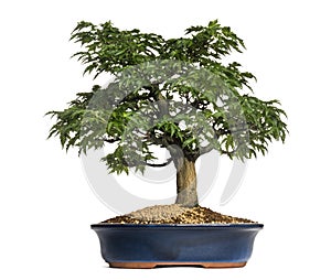 Japanese Maple or Shishigashira bonsai tree, Acer Palmatum