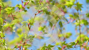 Japanese Maple Shoots In Green And Red. Acer Maple Is A Species Of Maple Native To Japan. Close up.