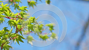 Japanese Maple Shoots In Green And Red. Acer Maple Is A Species Of Maple Native To Japan. Close up.