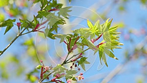 Japanese Maple Shoots In Green And Red. Bright Green Foliage Unfolding In April Springtime. Close up.