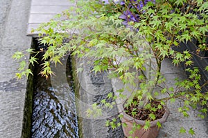 Japanese maple tiny tree in Takayama, Japan