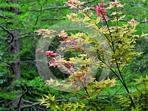 Japanese Maple Tree