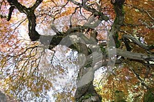 Japanese Maple Tree