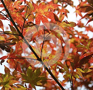 Japanese Maple tree