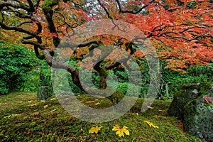 Japanese Maple Tree in Autumn