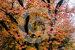 Japanese maple tree in autumn with bright yellow, red, gray and green leaves