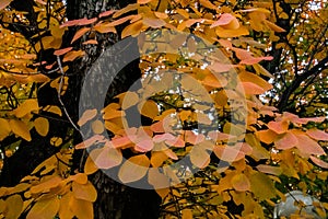 Japanese maple tree in autumn with bright yellow, red, gray and green leaves