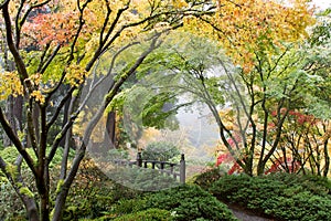 Japanese Maple Tree Canopy by the Bridge