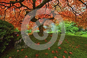 Japanese Maple tree in the Fall 2