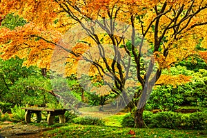 Giapponese acero un albero d'oro declino foglie 