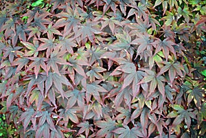 Japanese maple tree