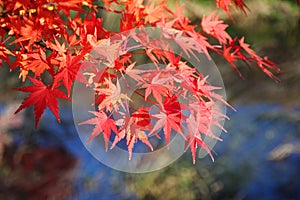 Japanese maple tree leaves ( momiji ) photo