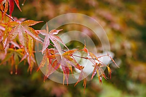 Japanese maple tree leaves after rain in autumn garden