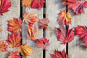 Japanese Maple Tree Leaves on Wood Deck