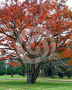 a Japanese maple tree (Momiji) growing in the garden of the Ibaraki university, Japan