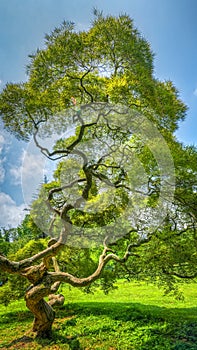 Japanese Maple Tree