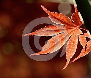 Japanese maple tree in our garden