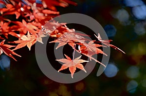 Japanese maple tree in our garden