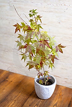 Japanese Maple Tree in a pot