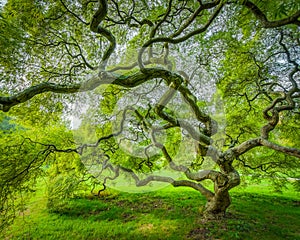 Japanese Maple Tree in Princeton New Jersey