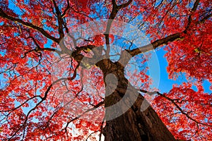 Japanese maple tree red autumn color