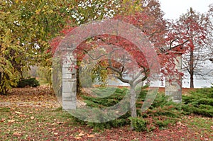 Japanese maple tree with red autumn foliage