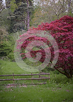 Japanese maple tree with red leaves in forest next to wooden gate